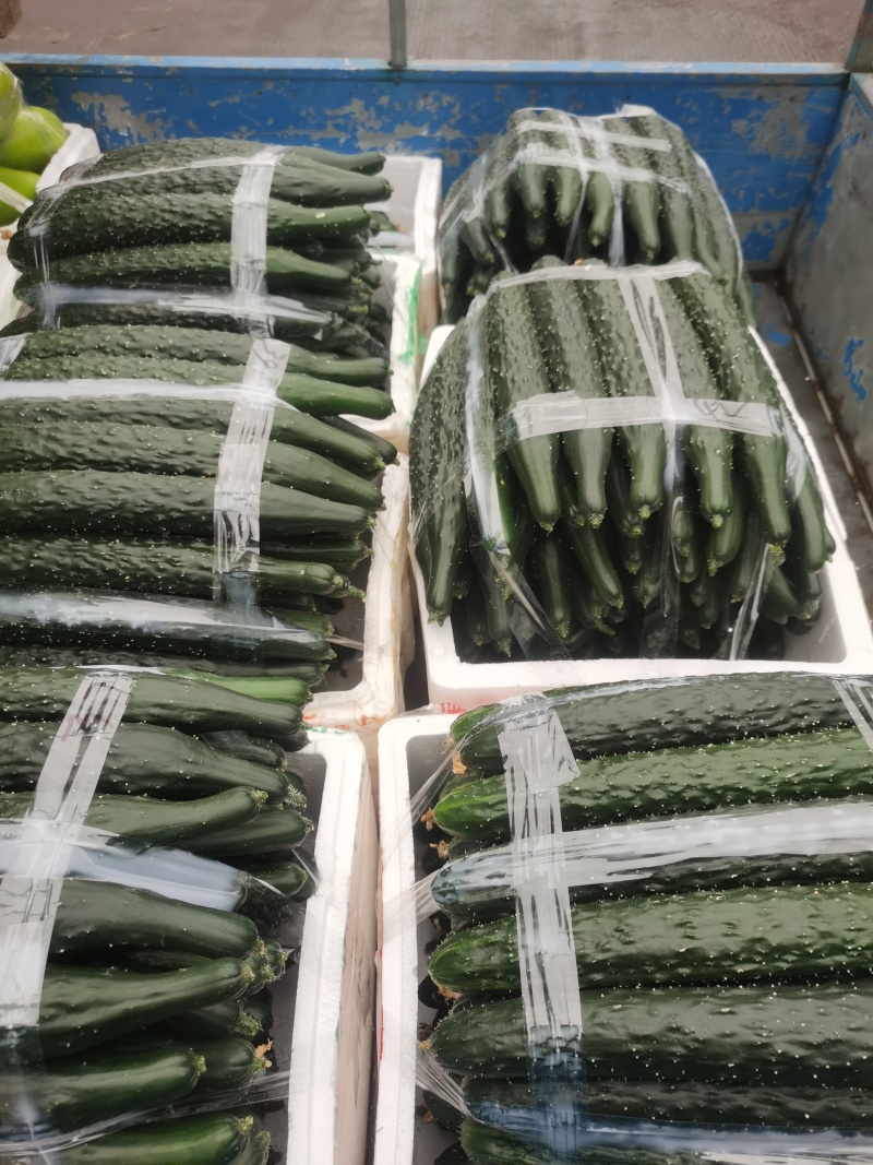 精品黄瓜厂地直发密刺黄瓜本地黄瓜燕白黄瓜