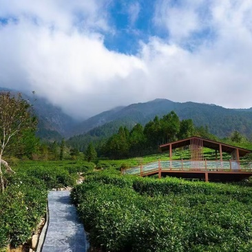 安徽省安庆岳西翠兰（高山茶）