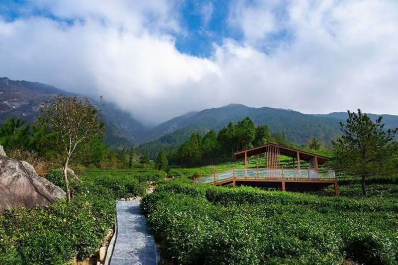 安徽省安庆岳西翠兰（高山茶）