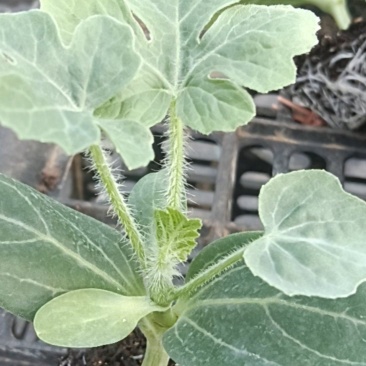 葫芦嫁接美都
