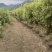 油竹笋带壳不带壳都可以