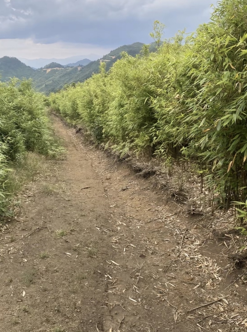 油竹笋带壳不带壳都可以