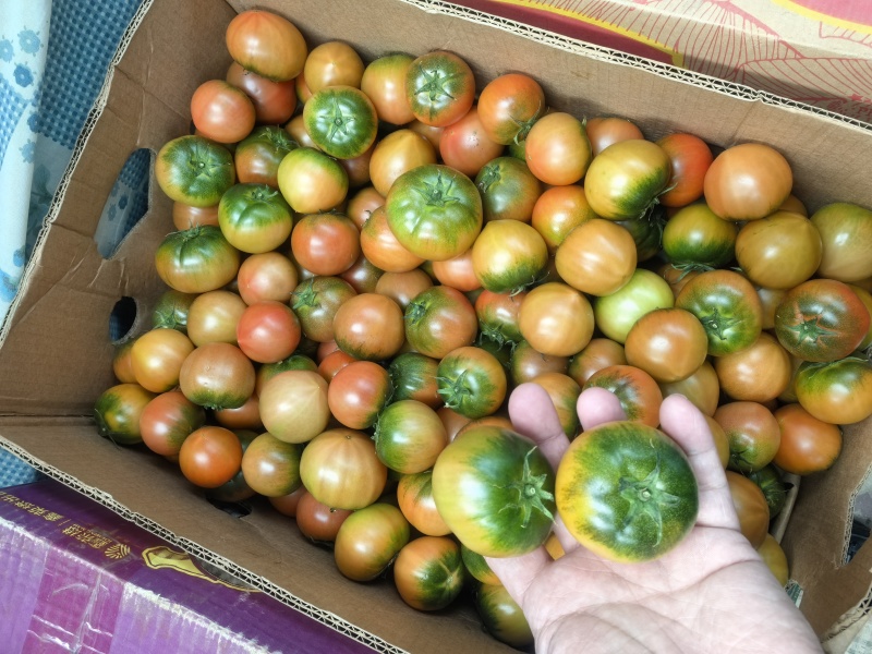 丹东东港碱地正宗铁皮柿子