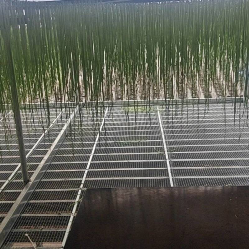 贡菜干