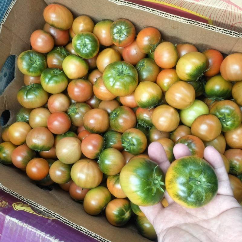 丹东东港碱地正宗铁皮柿子