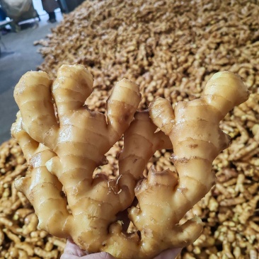 山东生姜水洗姜泥姜批发