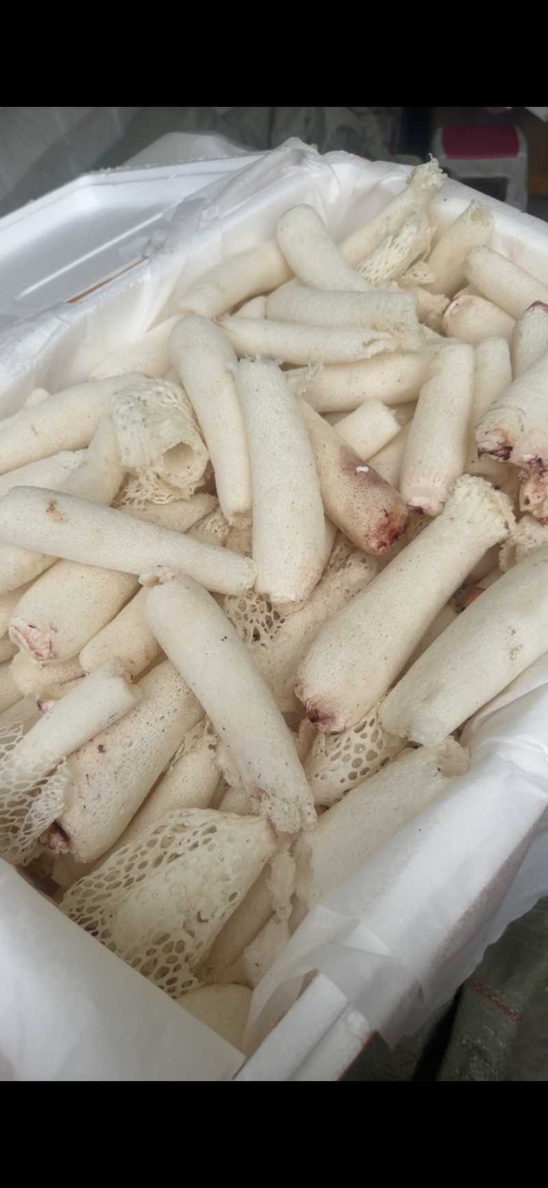精选竹荪断条肉质厚实鲜香浓郁大量现货供应
