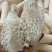 精选竹荪断条肉质厚实鲜香浓郁大量现货供应