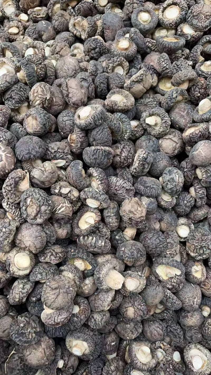 香菇大量批发产地直发电商供货各种香菇齐全