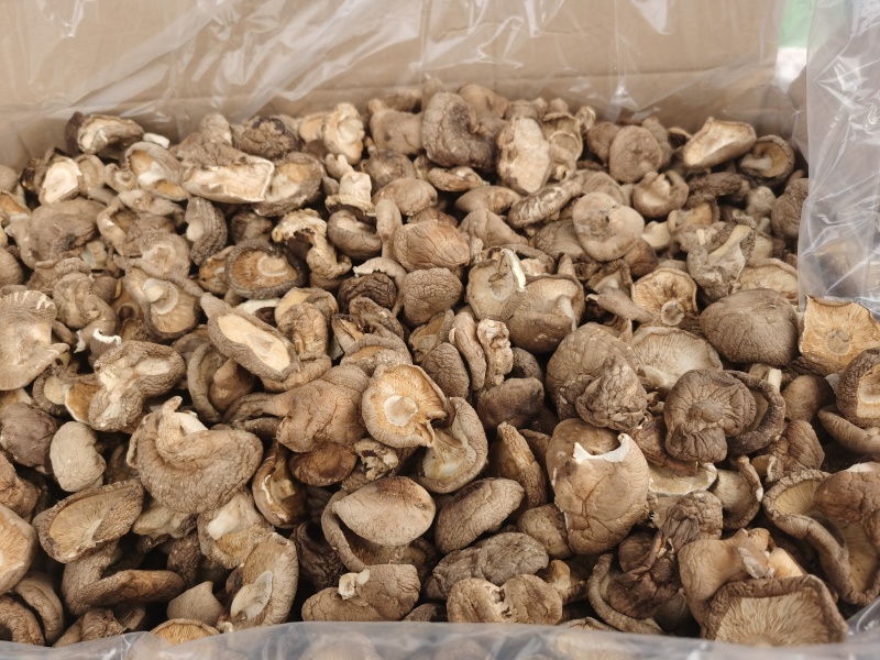 香菇大量批发产地直发电商供货各种香菇齐全