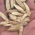 黄芪指甲片春雨药材批发各种规格黄芪质量保证量大从优