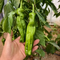 精品薄皮青椒，品质好，质量有保障，需要的请联系