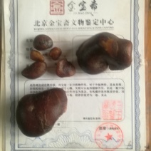 十年以上鸡宝精品