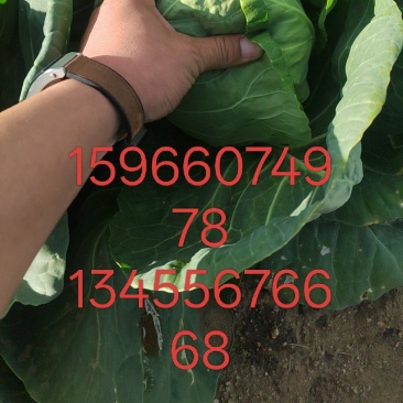 甘蓝大量代购代销