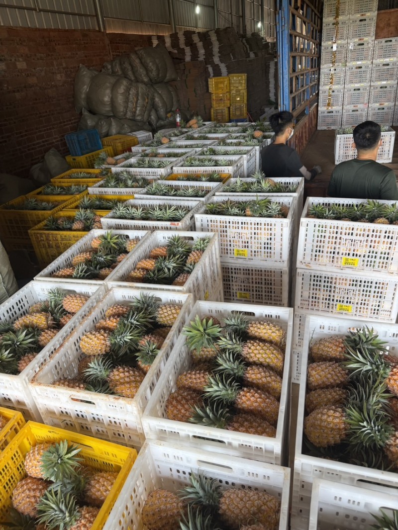 金砖凤梨一件代发源头产地直发日发2万斤➕能力