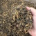 英红九号红茶英德红茶茶厂批发金芽花果香散装