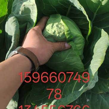 大量供应甘蓝
