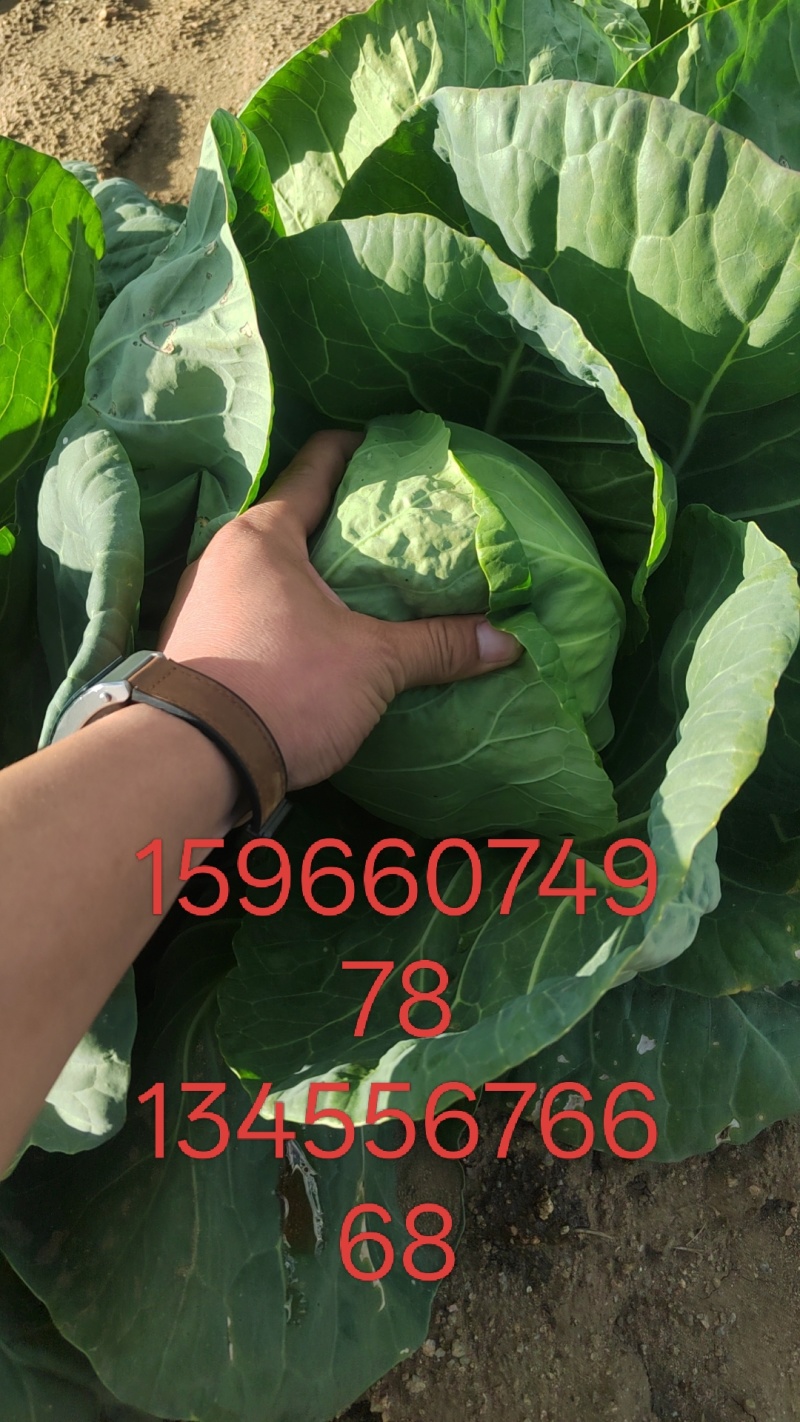 大量供应甘蓝