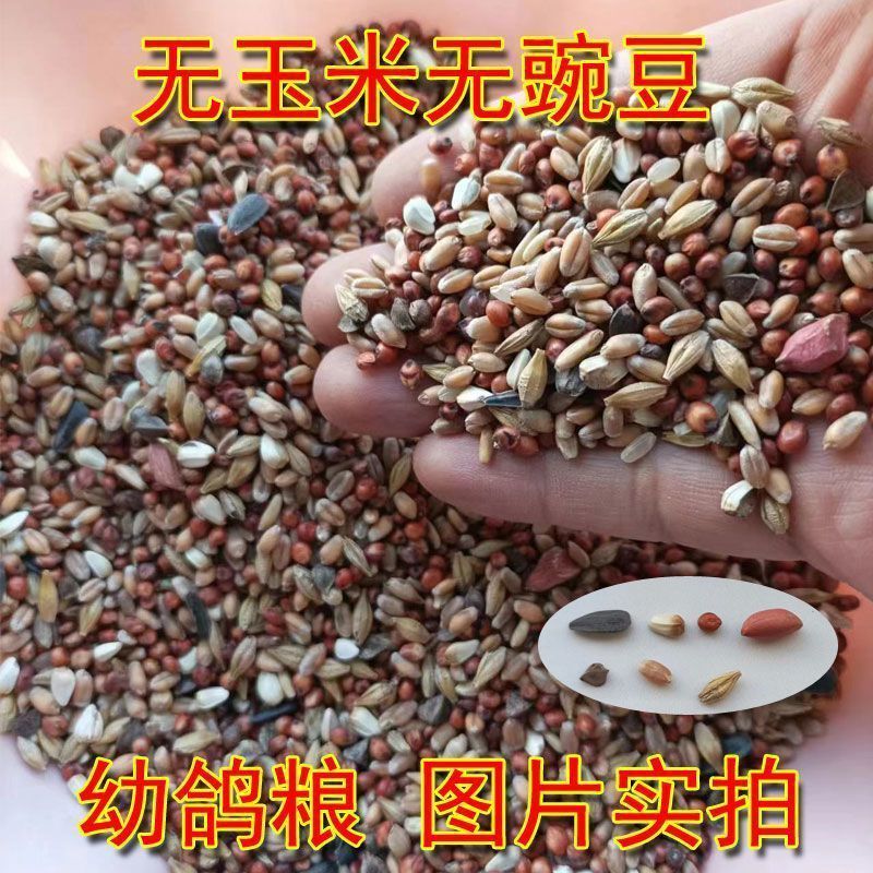 幼鸽粮鸽子饲料鸽子料无玉米无豌豆小嘴鸽观赏鸽信鸽幼鸽粮
