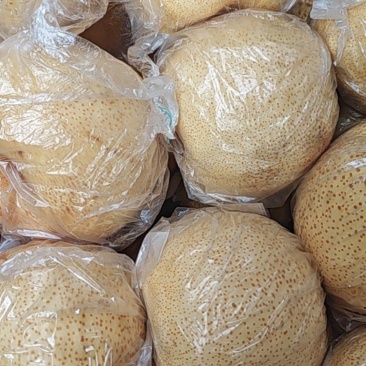 大量售卖大酥梨砀山酥梨