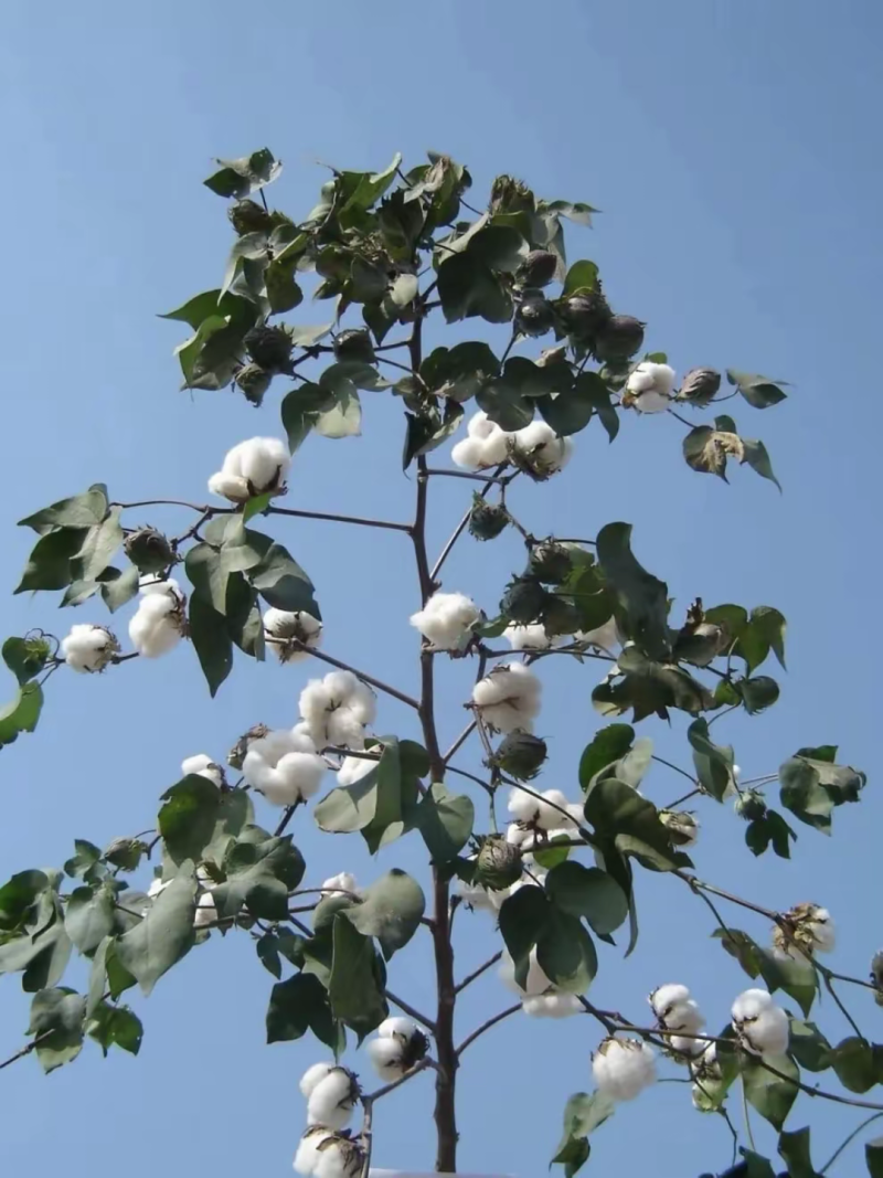 鲁棉338棉花种子小棉袄棉籽