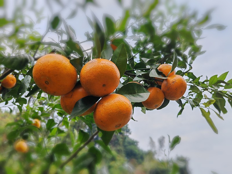 沃柑场地直销