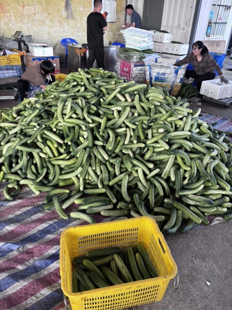 黄瓜