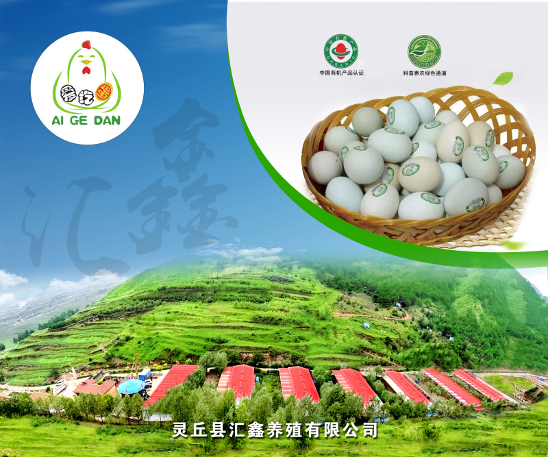 来自千亩松林的有机松针绿壳蛋有机认证鸡蛋