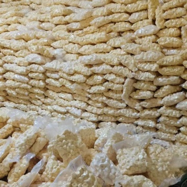 华南九号黄心木薯木薯
