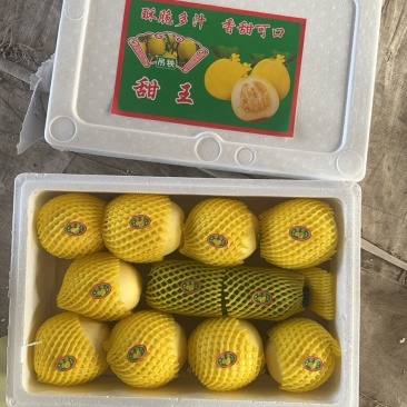金冠甜瓜，山东青州甜瓜，代收代发，嘎嘎甜，电商团购超市
