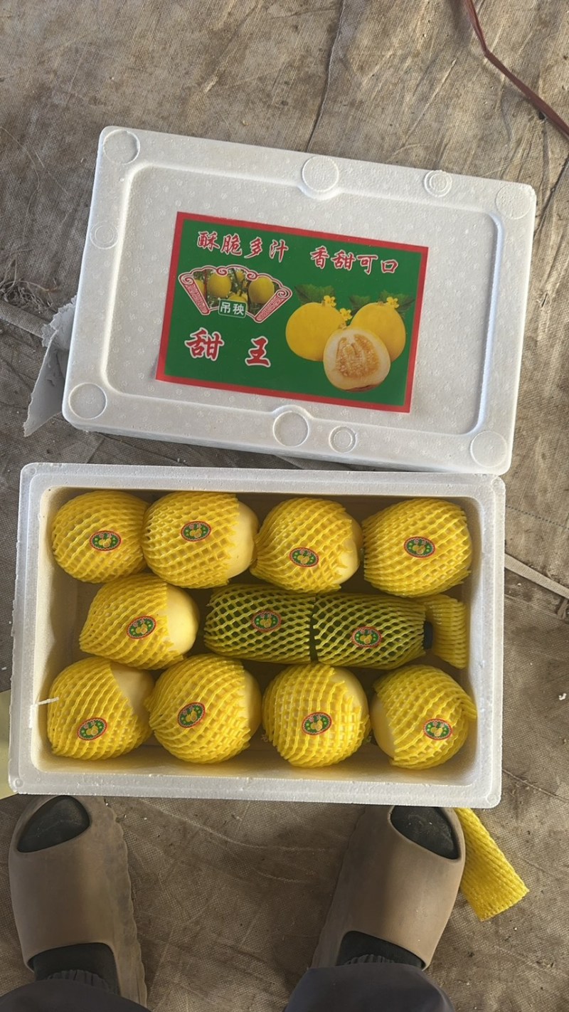 金冠甜瓜，山东青州甜瓜，代收代发，嘎嘎甜，电商团购超市