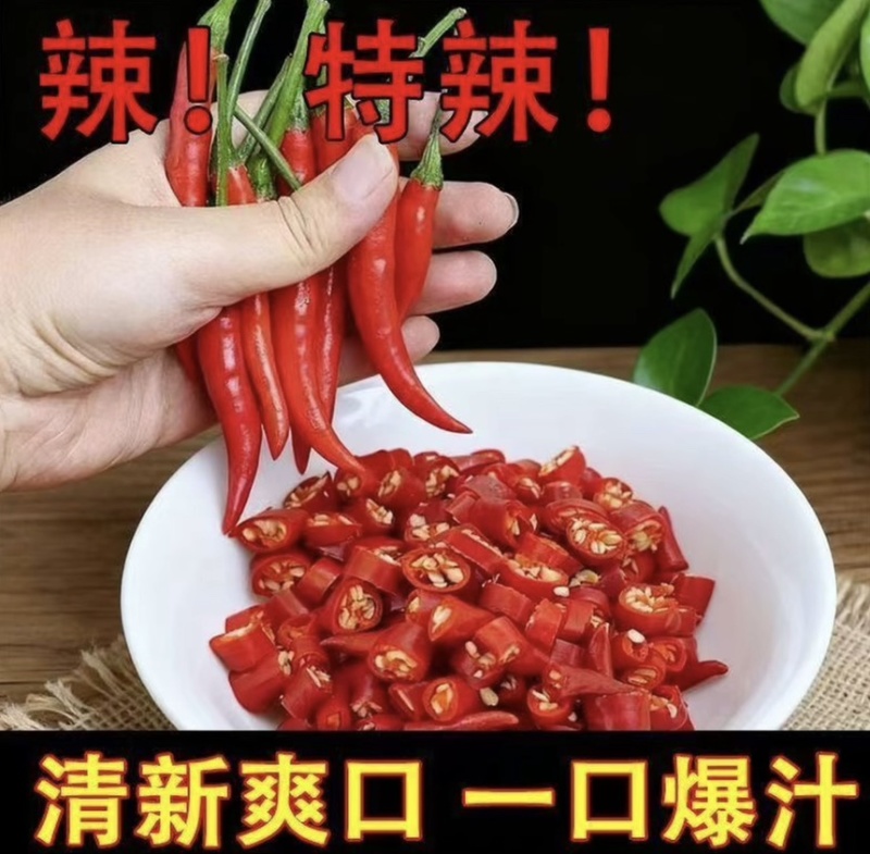 电商一件代发朝天椒小米椒欢迎各位电商大佬来