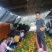 云南大理宾川沃柑大量上市，想了解的新老客户请联系