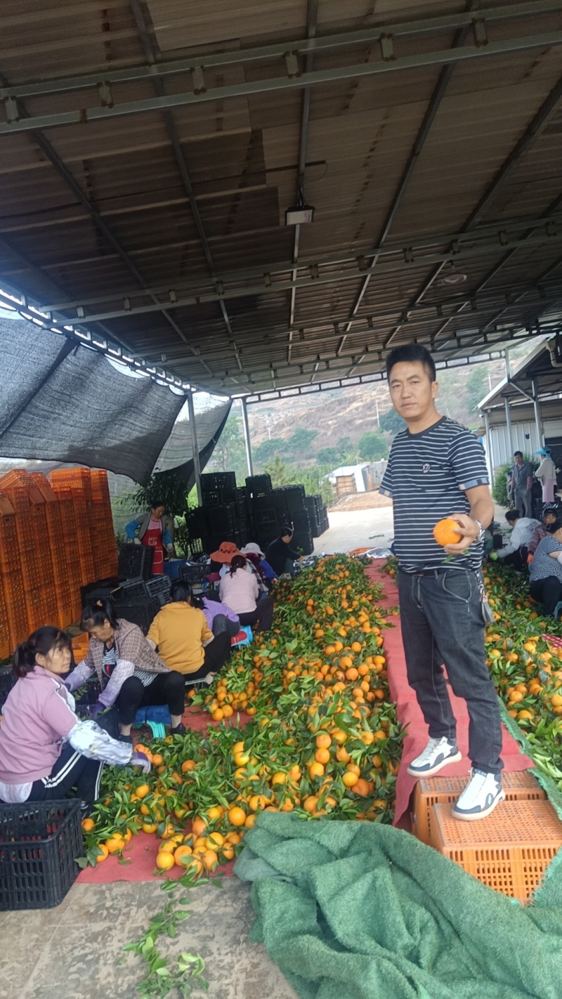 云南大理宾川沃柑大量上市，想了解的新老客户请联系