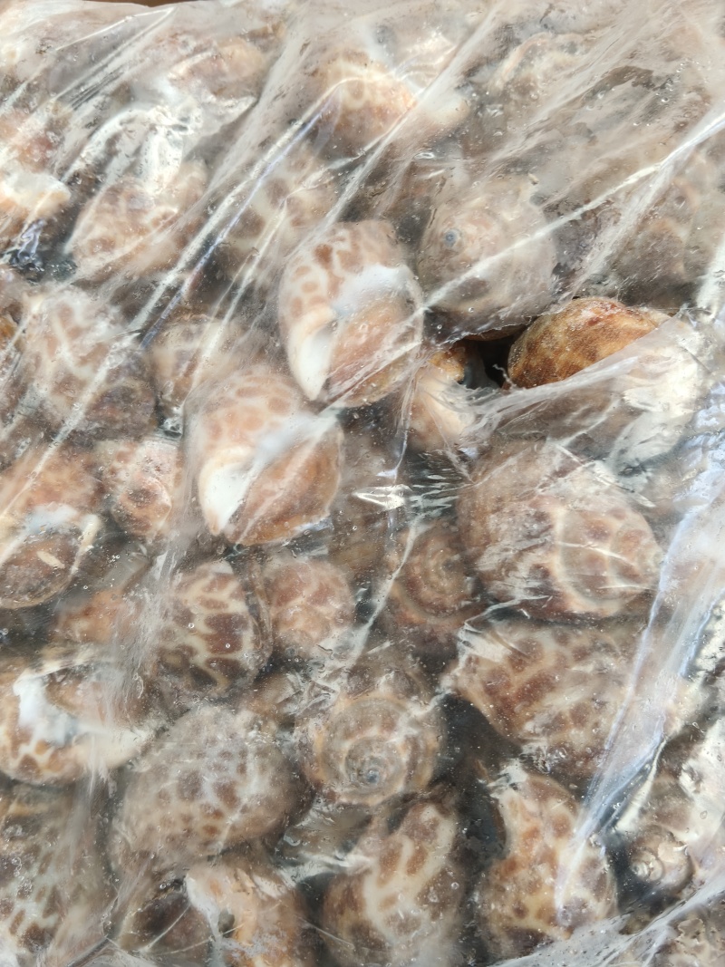 花螺新鲜冷冻花螺海鲜