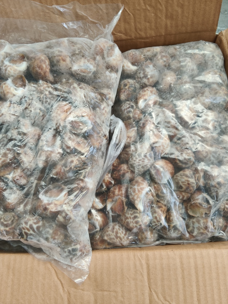 花螺新鲜冷冻花螺海鲜