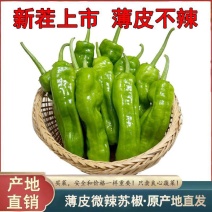 精品薄皮椒质量好品质有保适合电超各市场批发有售需要的联系