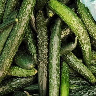 食堂黄瓜大量上市