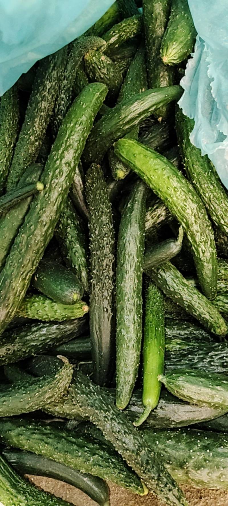 食堂黄瓜大量上市