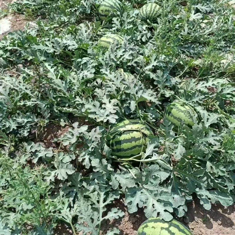 云南丽江露天甜王西瓜大量上市/产地直发/货源充足