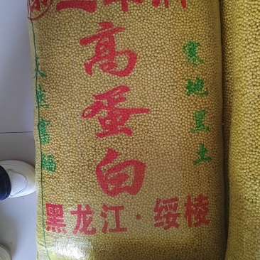 黄豆