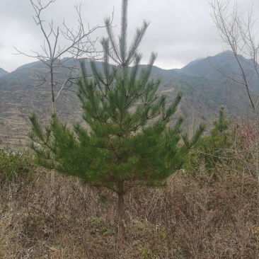 有需要的联系，精品油松