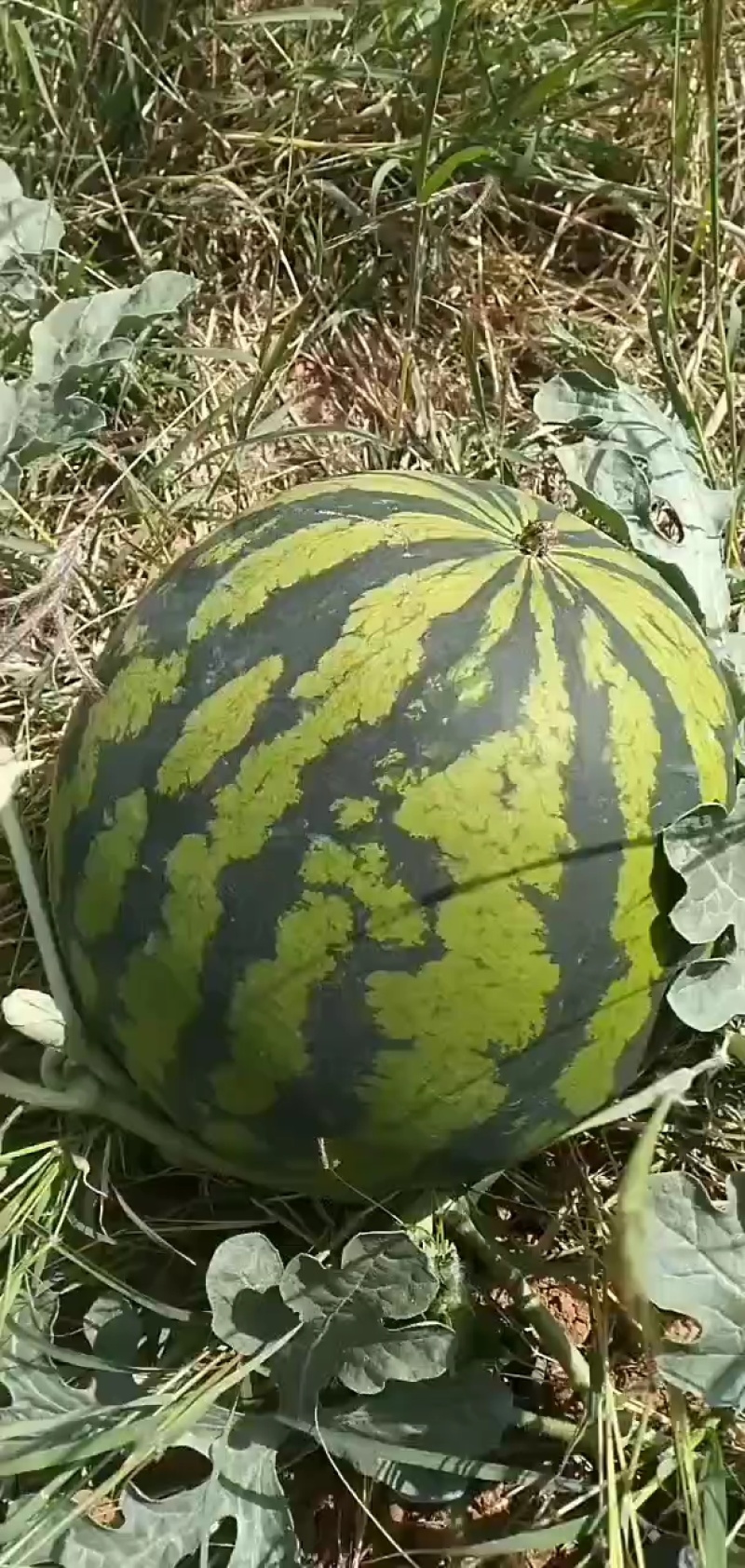 云南丽江露天甜王西瓜大量上市/产地直发/货源充足