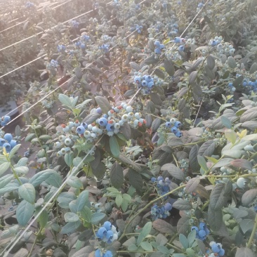 蓝莓大量有货