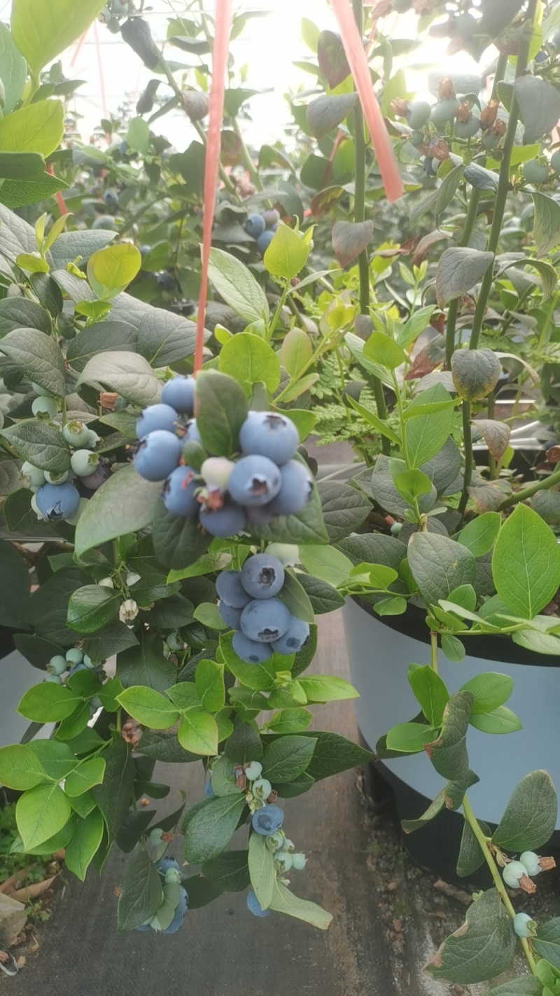 蓝莓大量有货