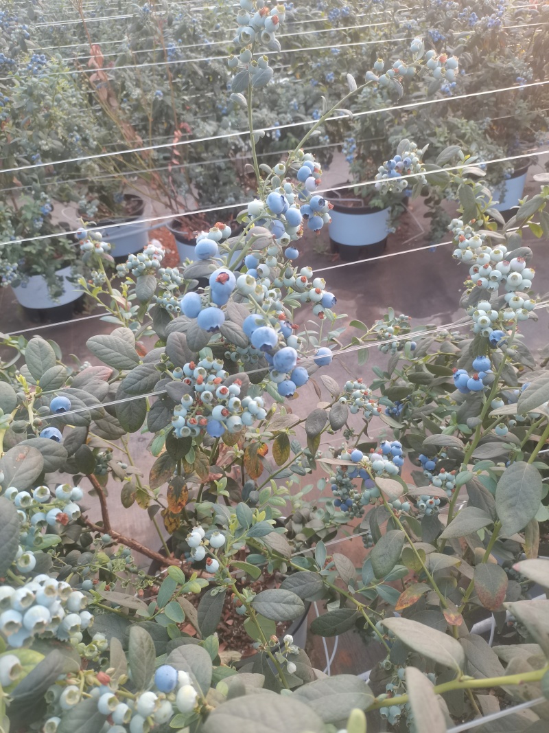 蓝莓大量有货
