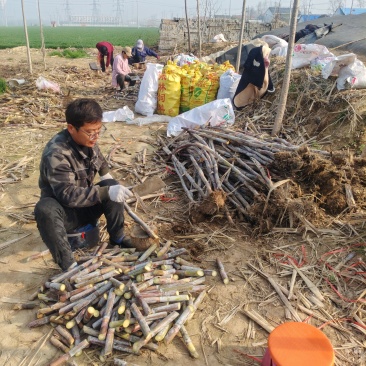 北方新品种甘蔗种苗订购中，好种产量高，节长，口感脆甜