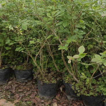 我这里是蓝莓苗基地