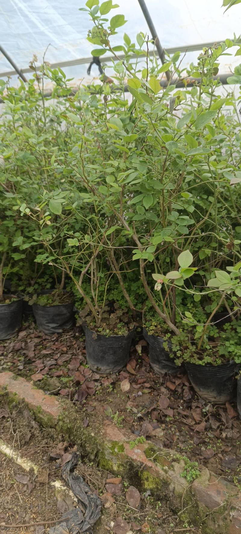 我这里是蓝莓苗基地