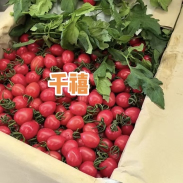 千禧圣女果小番茄